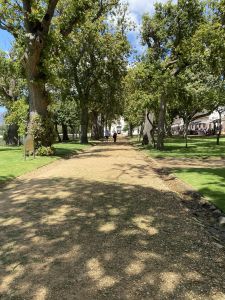 Avenue of trees in Kroot Constantia South Africa